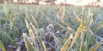 Con la ola de frío llega una oportunidad clave para la siembra de trigo