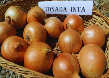 Tonada INTA: la nueva cebolla argentina que busca conquistar mercados