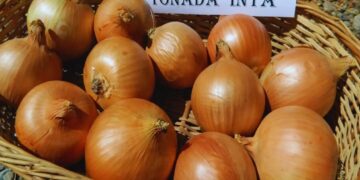 Tonada INTA: la nueva cebolla argentina que busca conquistar mercados