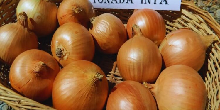 Tonada INTA: la nueva cebolla argentina que busca conquistar mercados