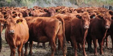 La ganadería en Argentina tiene un 50% más de carga impositiva que en Brasil y Uruguay
