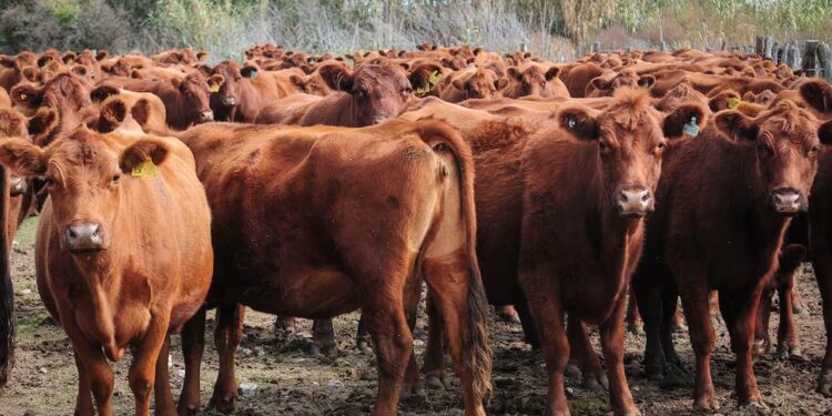 La ganadería en Argentina tiene un 50% más de carga impositiva que en Brasil y Uruguay