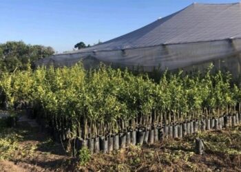 Prevención del HLB: destruyeron más de 2.000 plantas cítricas en Jujuy