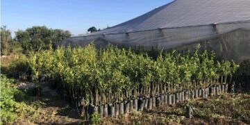 Prevención del HLB: destruyeron más de 2.000 plantas cítricas en Jujuy