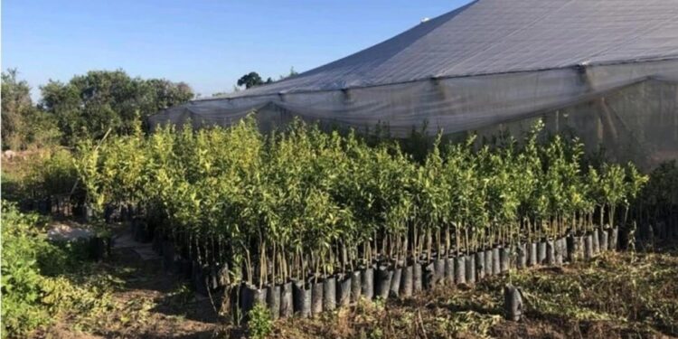 Prevención del HLB: destruyeron más de 2.000 plantas cítricas en Jujuy