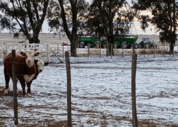 Tras las nevadas, continúa la ola de frío: casi todo el país bajo alerta por temperaturas extremas