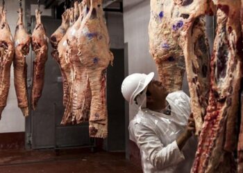 Carne argentina en tiempos de cambio: la mirada desde los matarifes