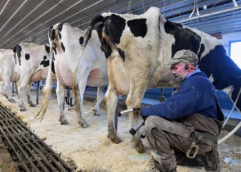 La lechería que resiste en zonas agrícolas: “Hoy un tambo es una empresa y de una manera u otra alguien lo va a tener que hacer»