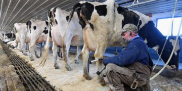 La lechería que resiste en zonas agrícolas: “Hoy un tambo es una empresa y de una manera u otra alguien lo va a tener que hacer»