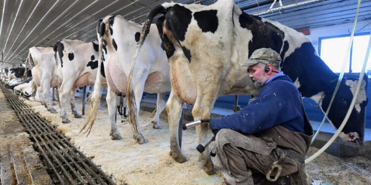 La lechería que resiste en zonas agrícolas: “Hoy un tambo es una empresa y de una manera u otra alguien lo va a tener que hacer»