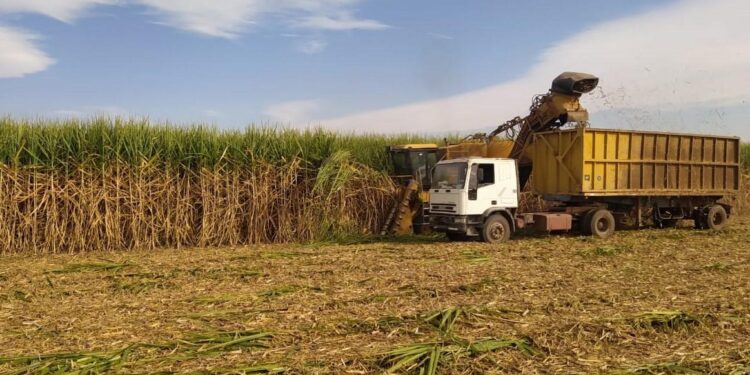 Récords y Riesgos: la zafra 2025 en Tucumán avanza entre logros históricos y amenazas climáticas
