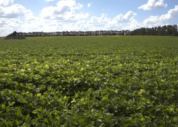 Finalizó la cosecha de soja: 50,3 millones de toneladas, la producción más alta en seis años