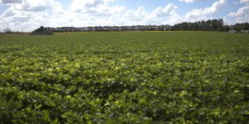 Finalizó la cosecha de soja: 50,3 millones de toneladas, la producción más alta en seis años