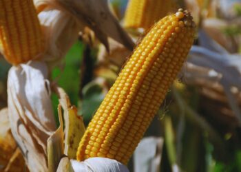 Aprueban nuevos eventos transgénicos en maíz y en soja: protección contra insectos y herbicidas