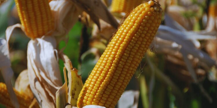 Aprueban nuevos eventos transgénicos en maíz y en soja: protección contra insectos y herbicidas