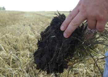 Agroindustria y ambiente: 10 datos que muestran que en Argentina se produce de manera sostenible