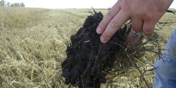 Agroindustria y ambiente: 10 datos que muestran que en Argentina se produce de manera sostenible