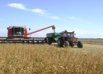 Para el Gobierno, la cosecha de soja creció 3,5% y fue de 49,9 millones de toneladas