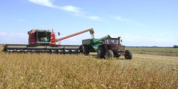 Para el Gobierno, la cosecha de soja creció 3,5% y fue de 49,9 millones de toneladas