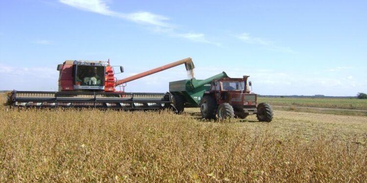 Para el Gobierno, la cosecha de soja creció 3,5% y fue de 49,9 millones de toneladas
