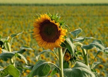 Girasol chaqueño: cómo planificar la próxima gran cosecha