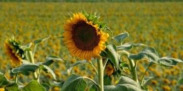 Girasol chaqueño: cómo planificar la próxima gran cosecha