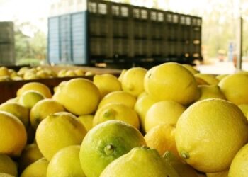 Sector citrícola: la Argentina logró la apertura del mercado de Chile para limones