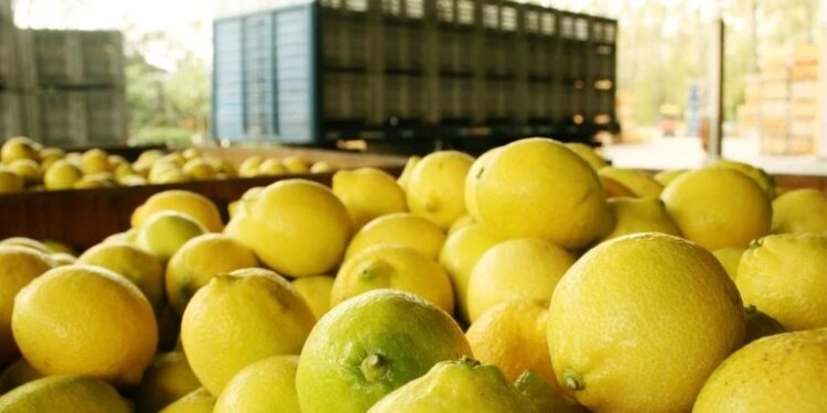 Sector citrícola: la Argentina logró la apertura del mercado de Chile para limones