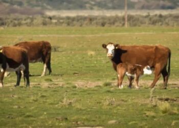 No cesa el conflicto por la barrera sanitaria: Río Negro reclama por las exportaciones a Chile