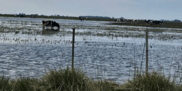 Alerta meteorológica: fuertes tormentas con lluvias intensas afectarían a zonas con suelos saturados