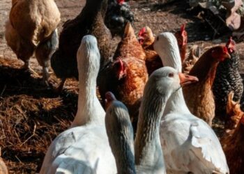 Alerta general: Se detectó un caso de influenza aviar H5 en aves de traspatio en Lezama, provincia de Buenos Aires