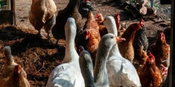 Alerta general: Se detectó un caso de influenza aviar H5 en aves de traspatio en Lezama, provincia de Buenos Aires