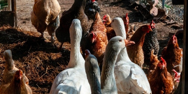 Alerta general: Se detectó un caso de influenza aviar H5 en aves de traspatio en Lezama, provincia de Buenos Aires