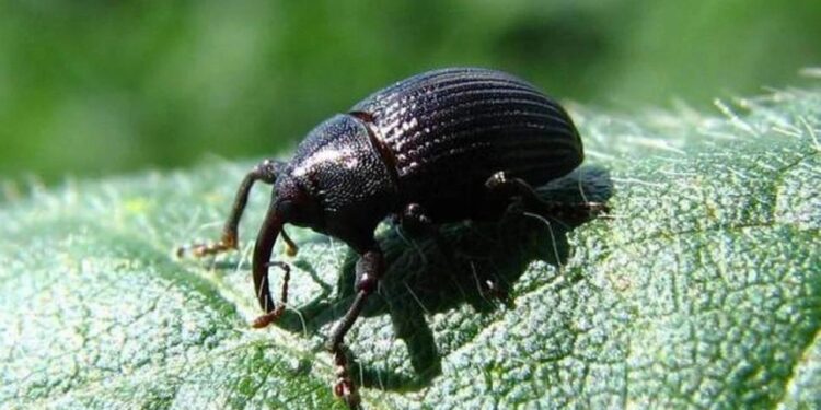 Alerta en el sector sojero: el picudo negro fue detectado por primera vez en la provincia de Córdoba
