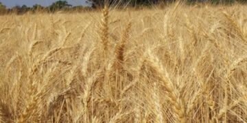 Nuestro trigo pisa fuerte en Brasil, pero aquí los precios no mejoran