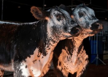 Speckle Park: cómo es la raza bovina que llegó a Argentina desde Canadá y debutó en La Rural