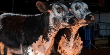 Speckle Park: cómo es la raza bovina que llegó a Argentina desde Canadá y debutó en La Rural
