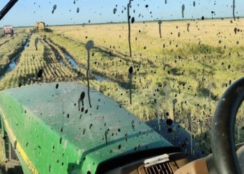 “Perspectiva desalentadora”: caída de precios y altos costos ponen en jaque al arroz entrerriano