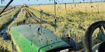 “Perspectiva desalentadora”: caída de precios y altos costos ponen en jaque al arroz entrerriano