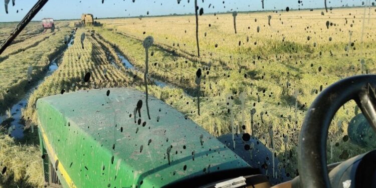 “Perspectiva desalentadora”: caída de precios y altos costos ponen en jaque al arroz entrerriano