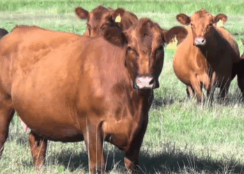 Lanzaron créditos en kilos de novillo para aumentar el stock ganadero