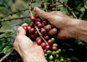 Café tucumano: la nueva apuesta agrícola para diversificar la producción en el norte argentino