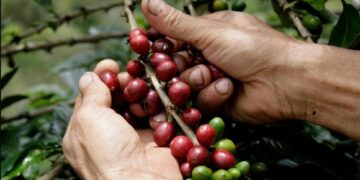 Café tucumano: la nueva apuesta agrícola para diversificar la producción en el norte argentino