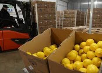 Chile abre sus puertas al limón argentino: un nuevo horizonte para la citricultura del NOA
