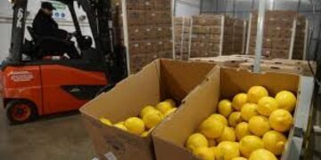 Chile abre sus puertas al limón argentino: un nuevo horizonte para la citricultura del NOA