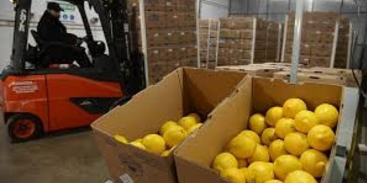 Chile abre sus puertas al limón argentino: un nuevo horizonte para la citricultura del NOA