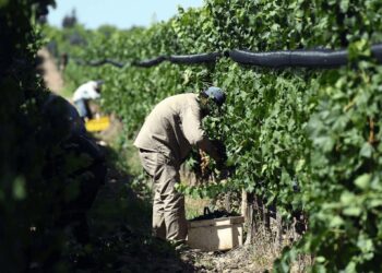 UATRE: se alcanzó un acuerdo con la Mesa de Enlace y el salario del peón llegará a casi $ 900.000