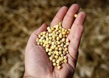 CREA proyecta una caída del área de siembra de soja del 11,3%