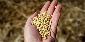 CREA proyecta una caída del área de siembra de soja del 11,3%
