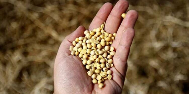 CREA proyecta una caída del área de siembra de soja del 11,3%